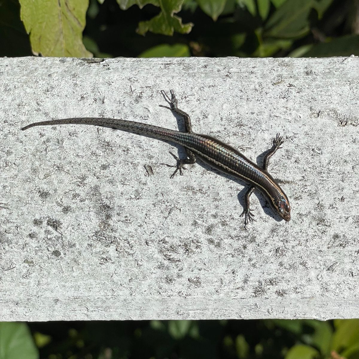 cute little skink