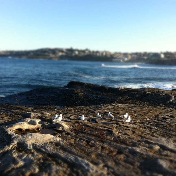 gulls...