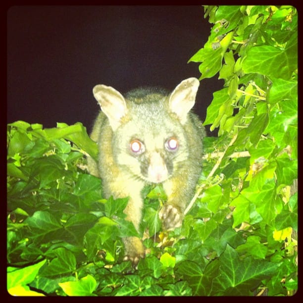 unexpected possum...
