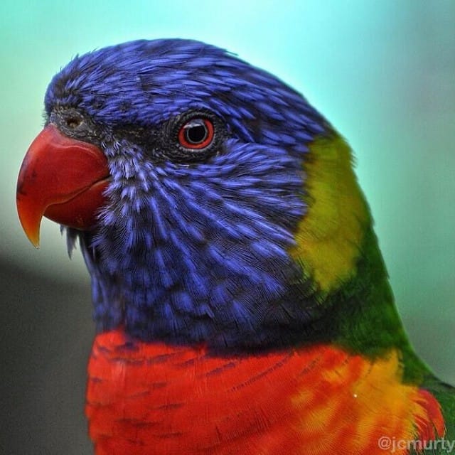 birdy num num...