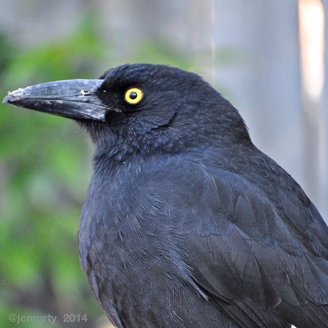 today's birdy num num...