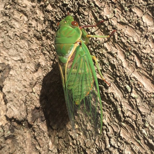 cicada!...