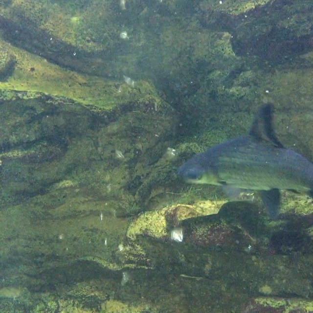 those silver shark in Brookvale...