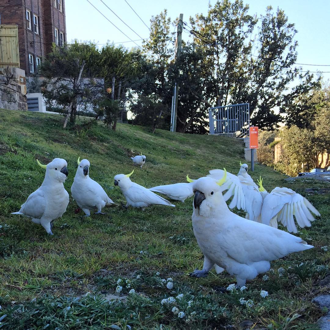 Coogee flashmob...