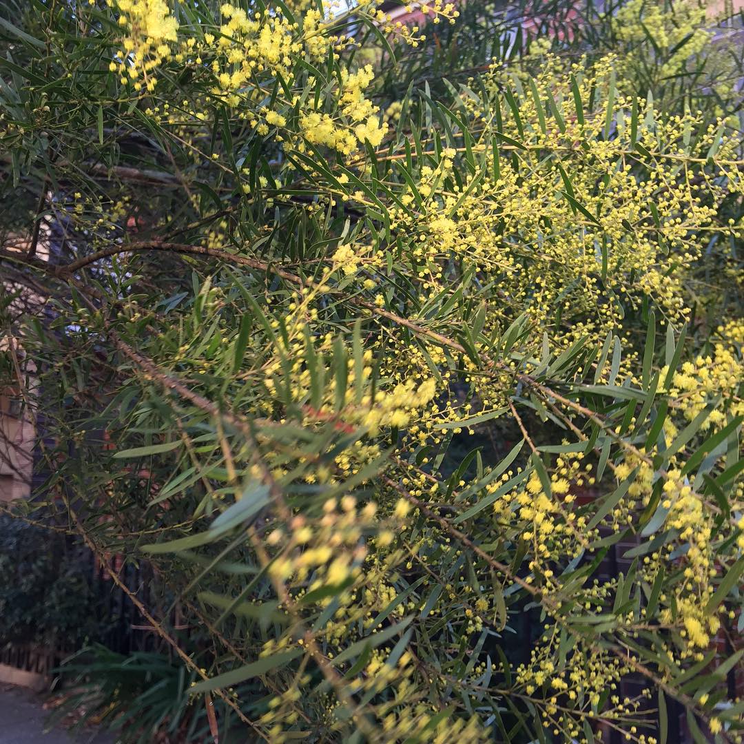 the wattle is flowering, Spring...