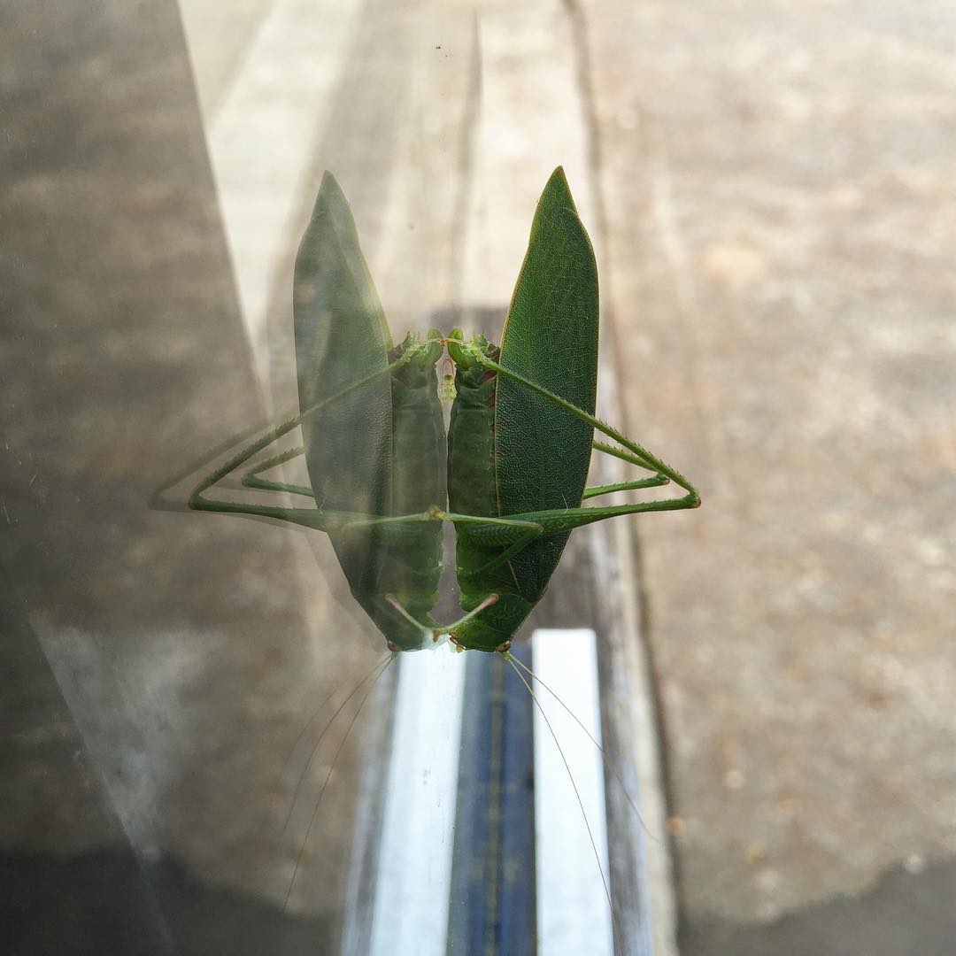 bug on a window...