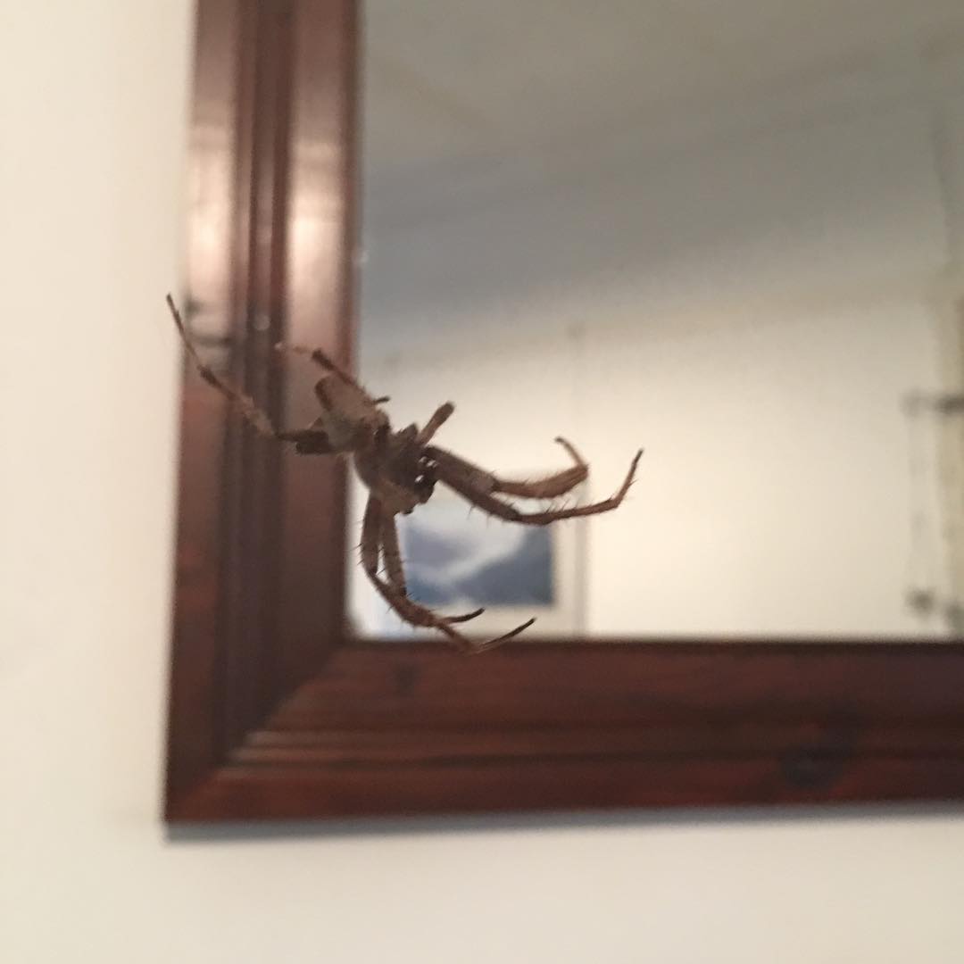 get outside spider...