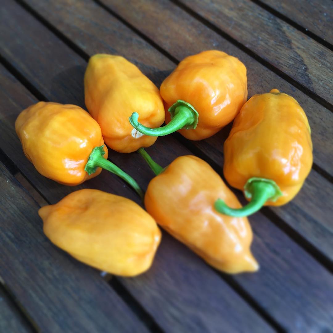 potential habanero hot sauce material...