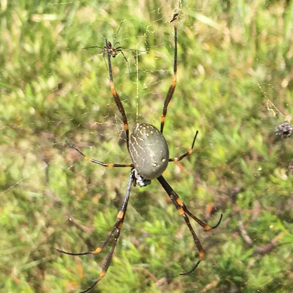 Friday is full of spiders...