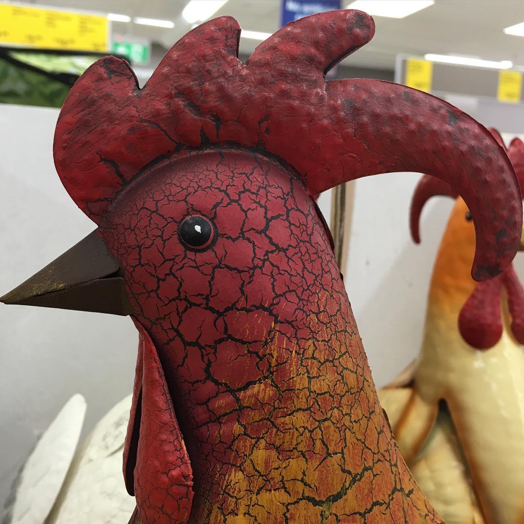 cocks, on sale at ALDI...