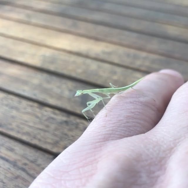 cute little mantis...