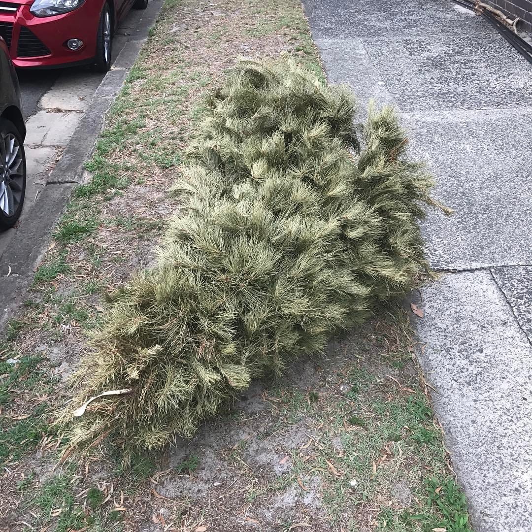 traditional Eastern suburbs christmas tree...