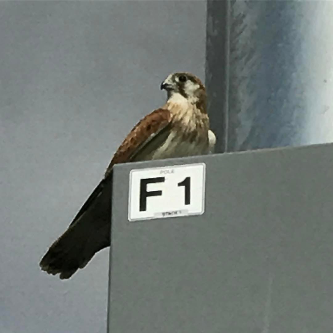 saw this little Nankeen Kestrel...