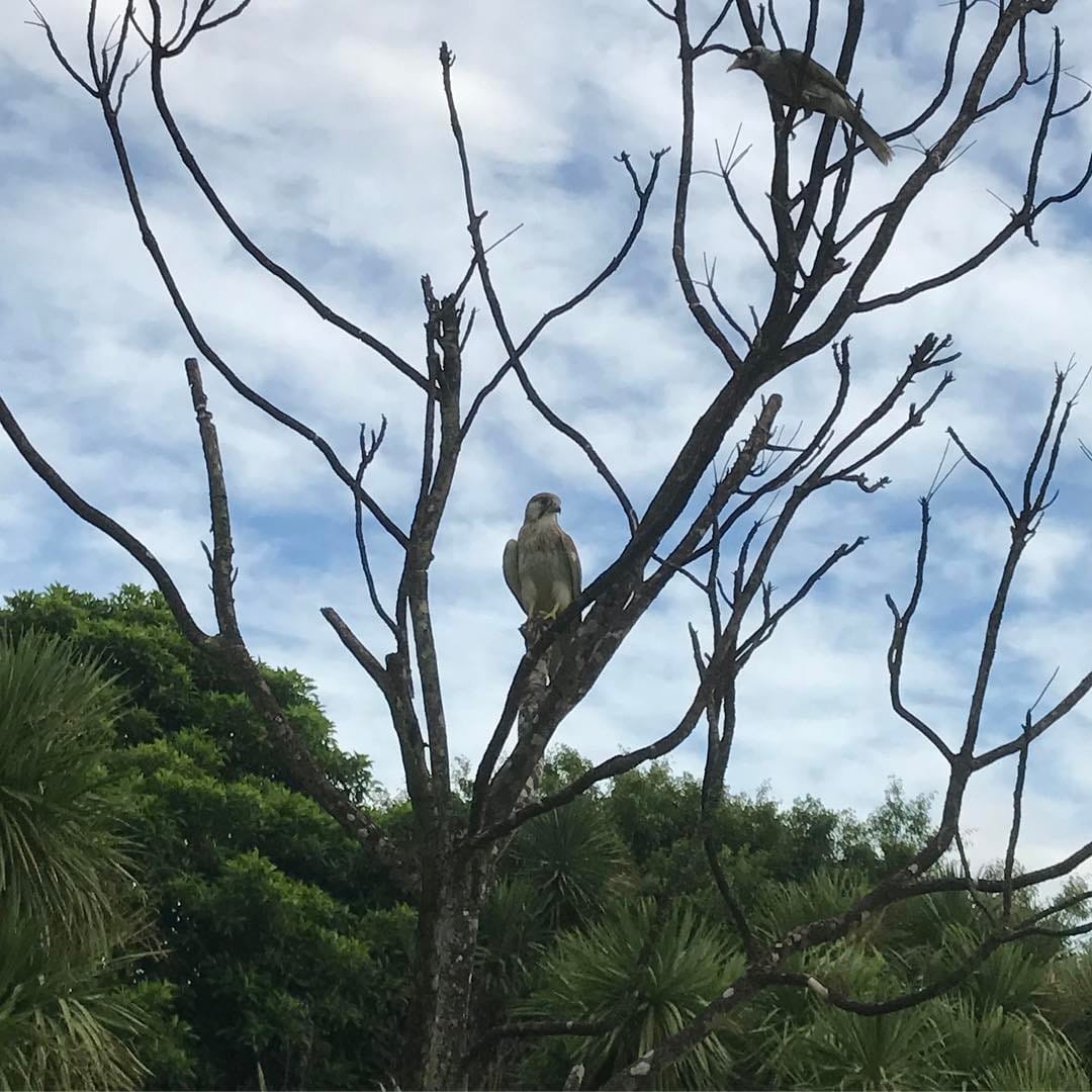 lil kestrel buddy...