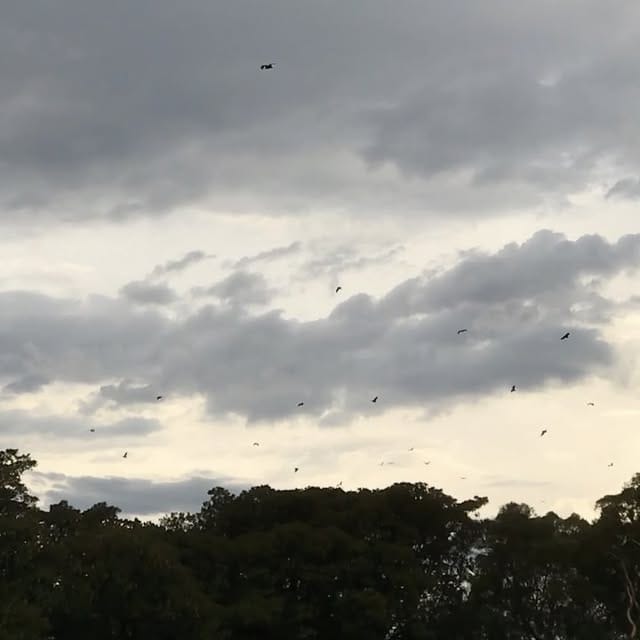 nightly fruit bat migration...