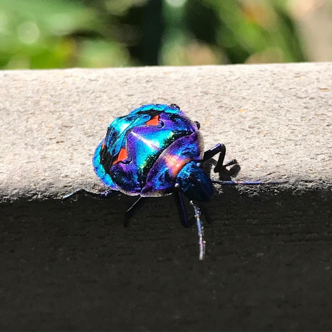 fancy lil beetle...