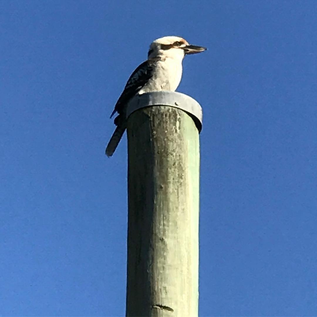 burb...