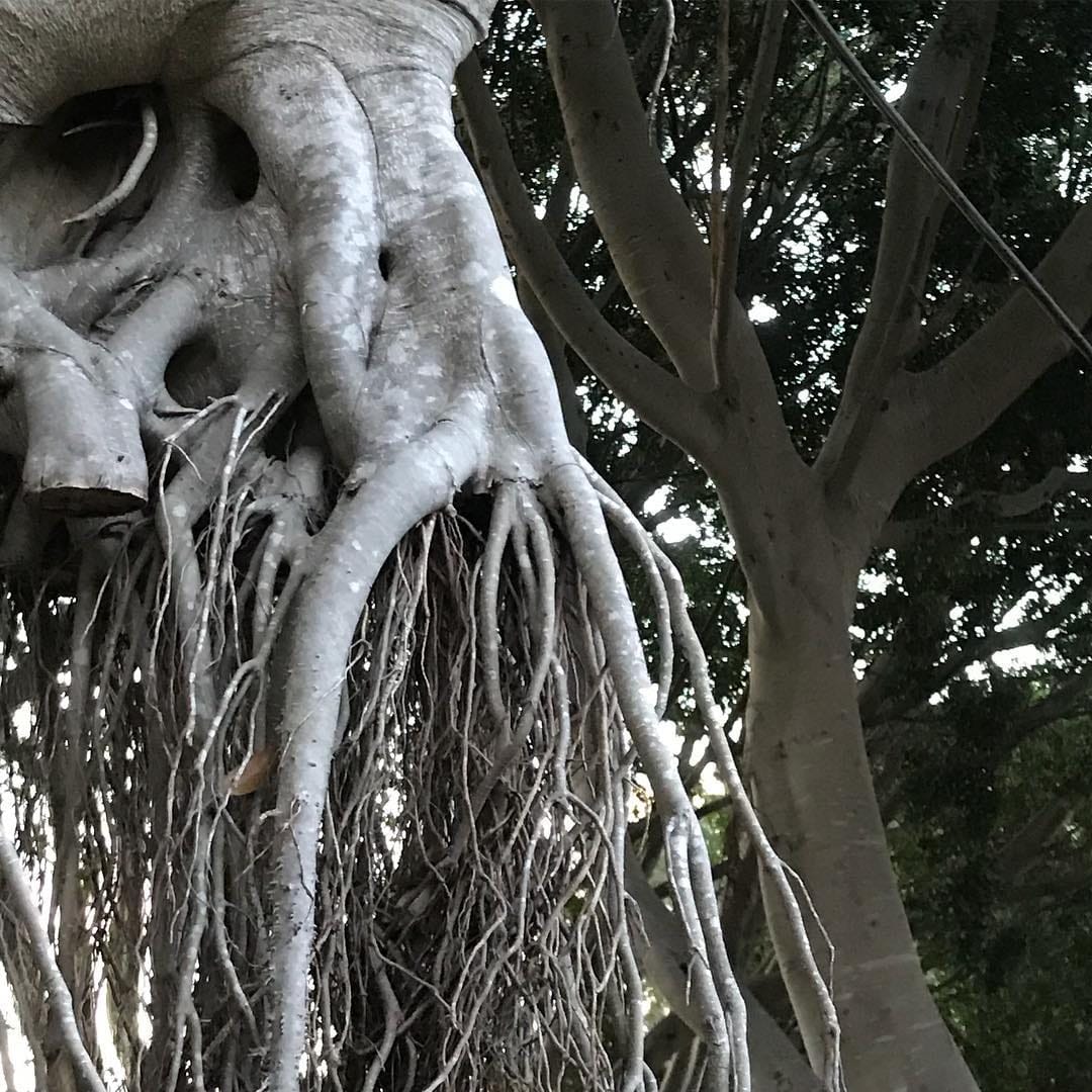 treethulhu...