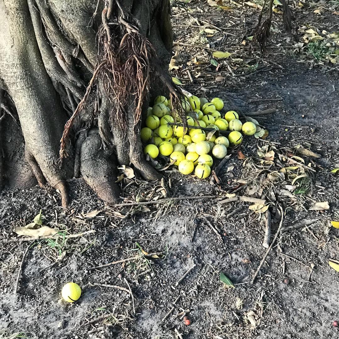 those are some funny looking...