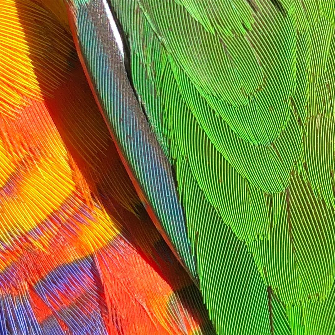 colourful dinosaur...