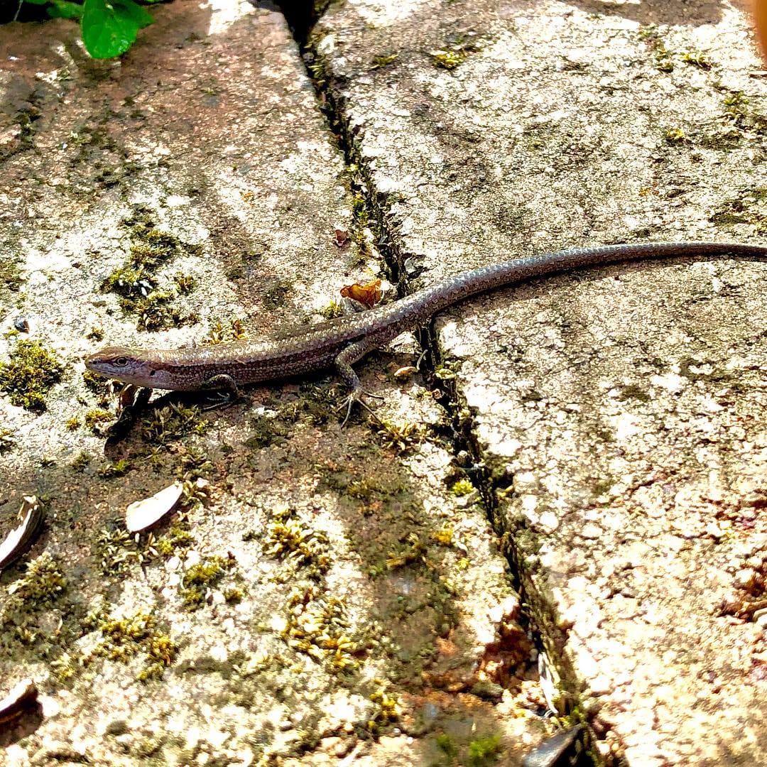 lil reptile...