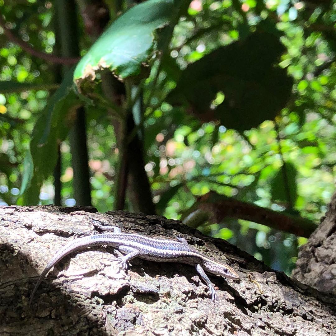 lil lizard on a tree...