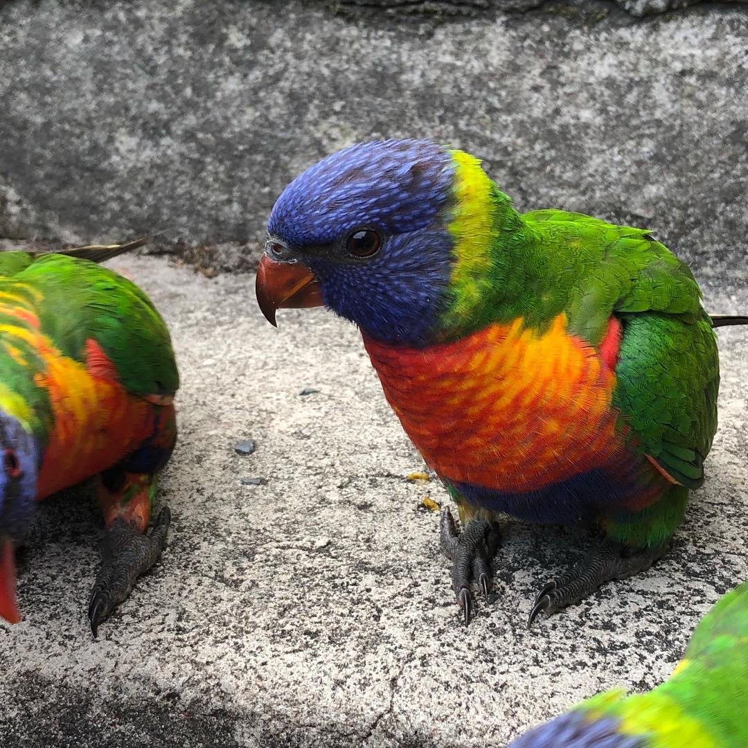 baby birb...
