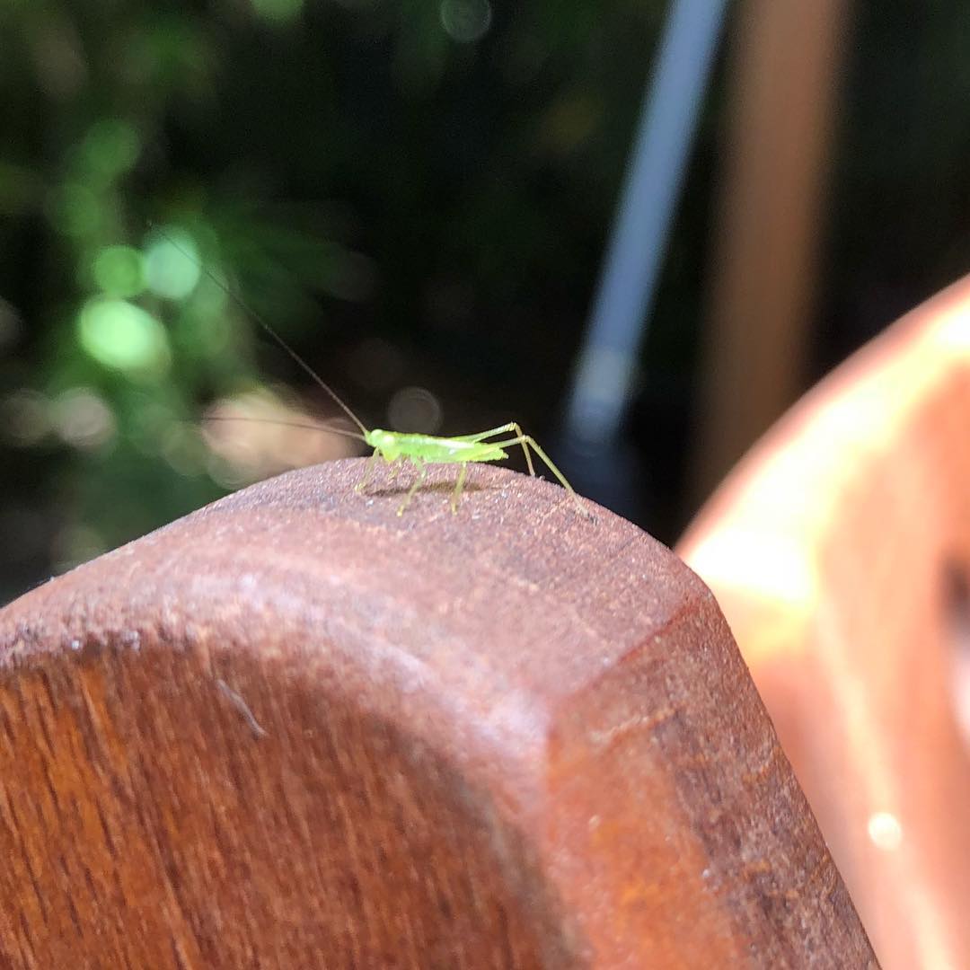 tiny mantis...