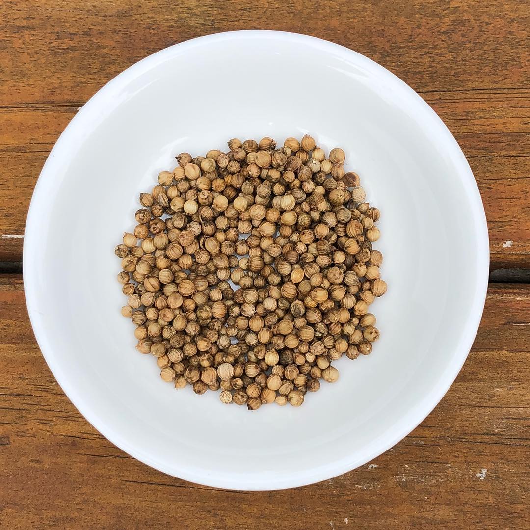 coriander seed harvest...