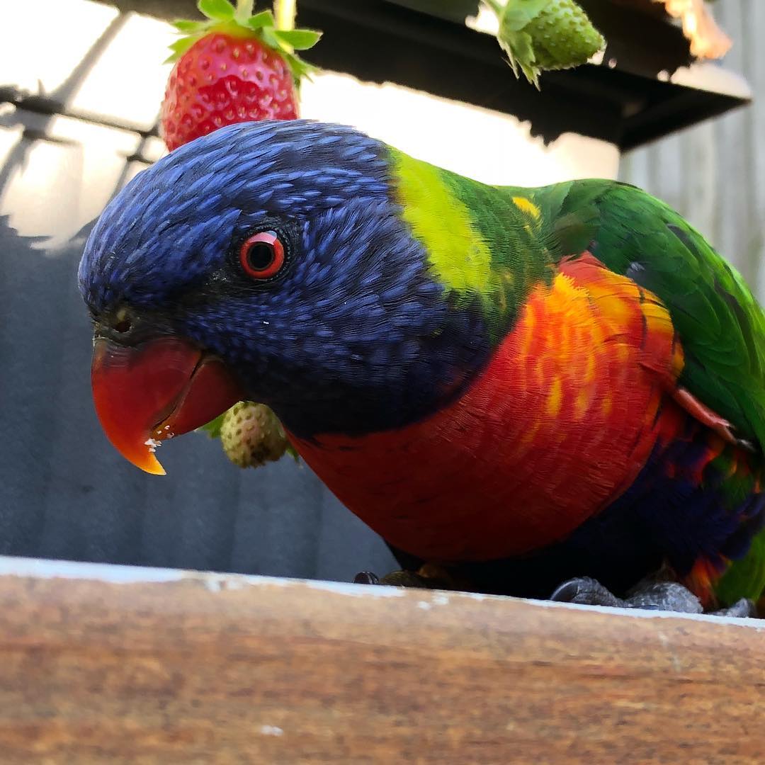 #birdynomnoms...