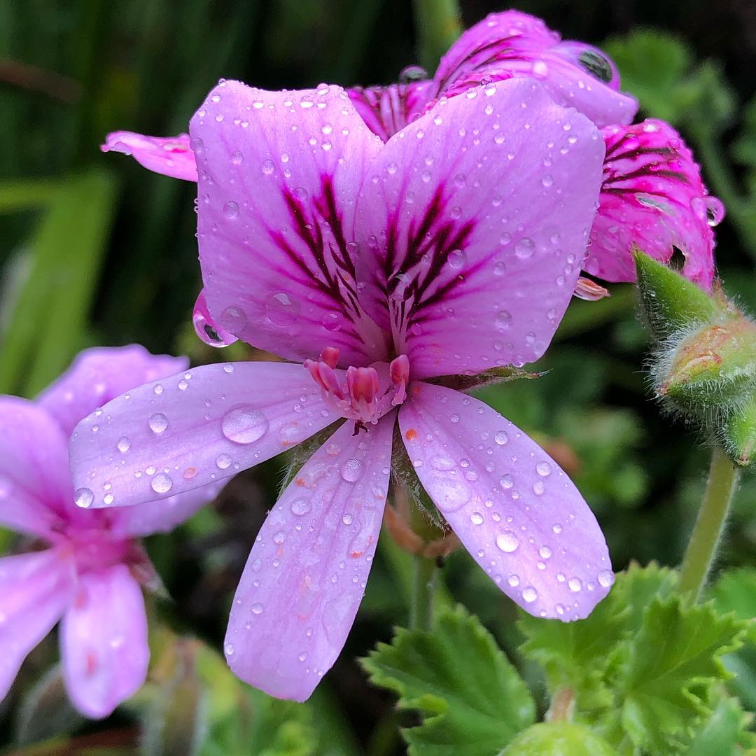 geranium...