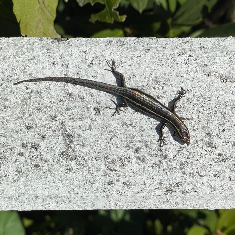 cute little skink
