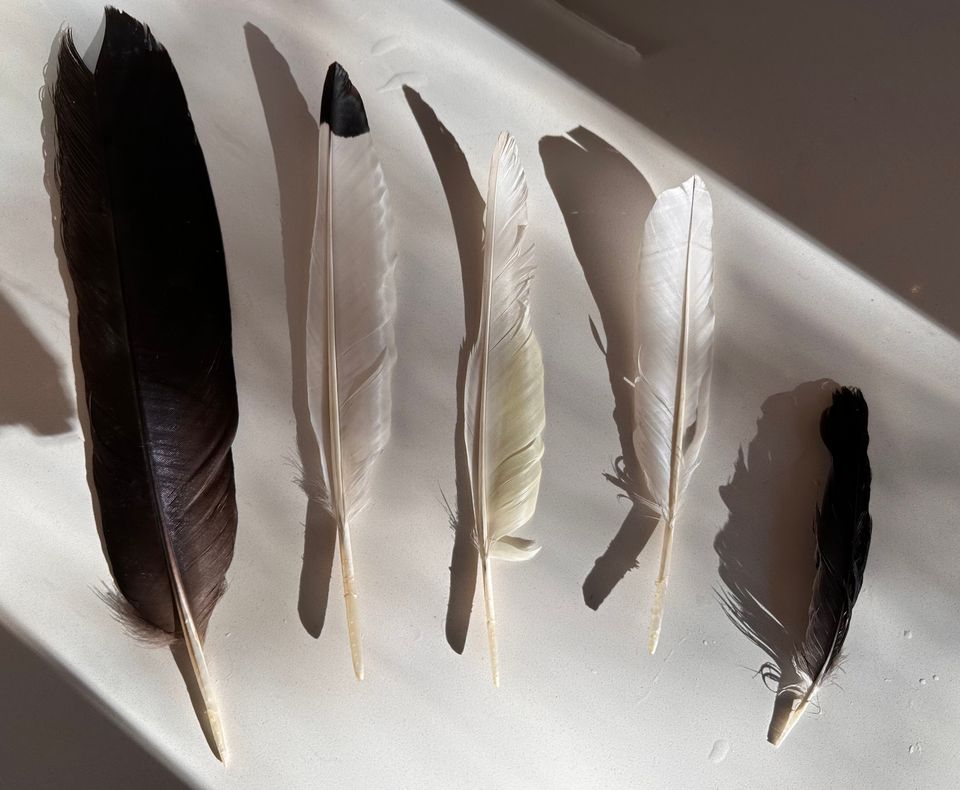 found feathers