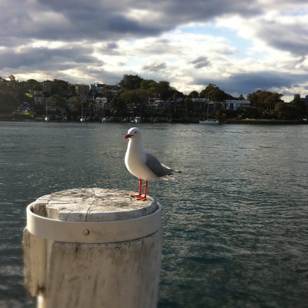 post bird...