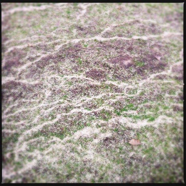 grass dunes #Hipstamatic #Loftus #DC...
