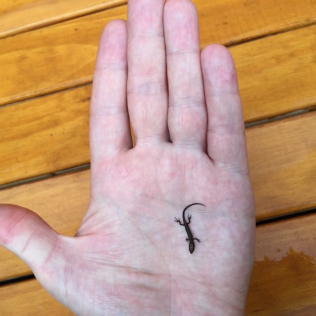 stop, lizard...