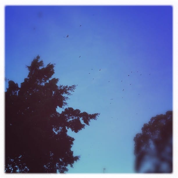 fruitbats #Hipstamatic #Chivas #Inas1935...