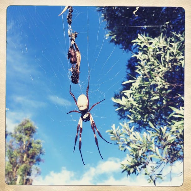 sky spiders #Hipstamatic #HelgaViking #Inas1969...