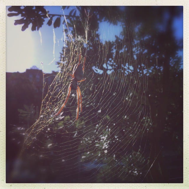orb spider #Hipstamatic #Chivas #Inas1982...
