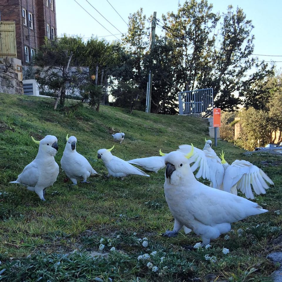 Coogee flashmob...