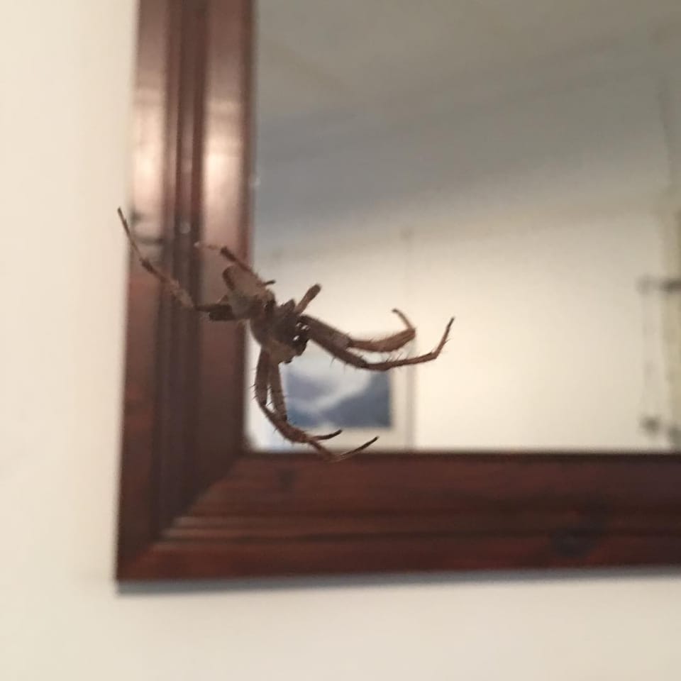 get outside spider...