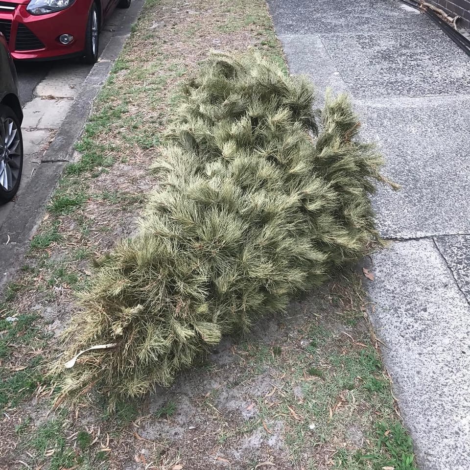 traditional Eastern suburbs christmas tree...