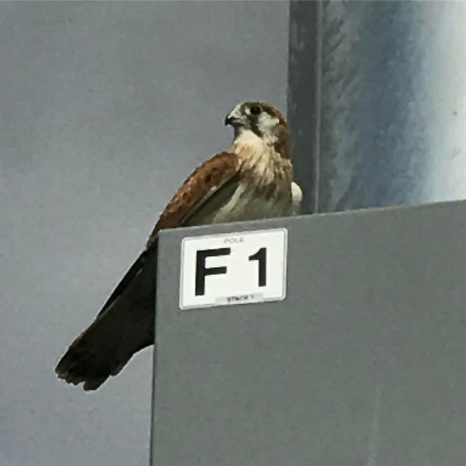 saw this little Nankeen Kestrel...