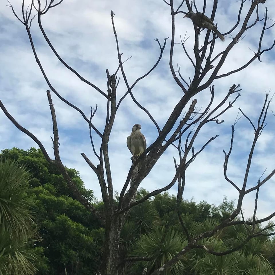 lil kestrel buddy...