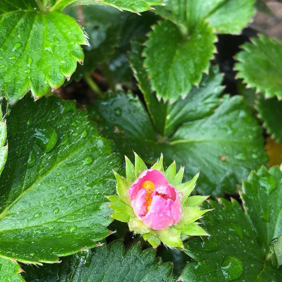 #strawberry...