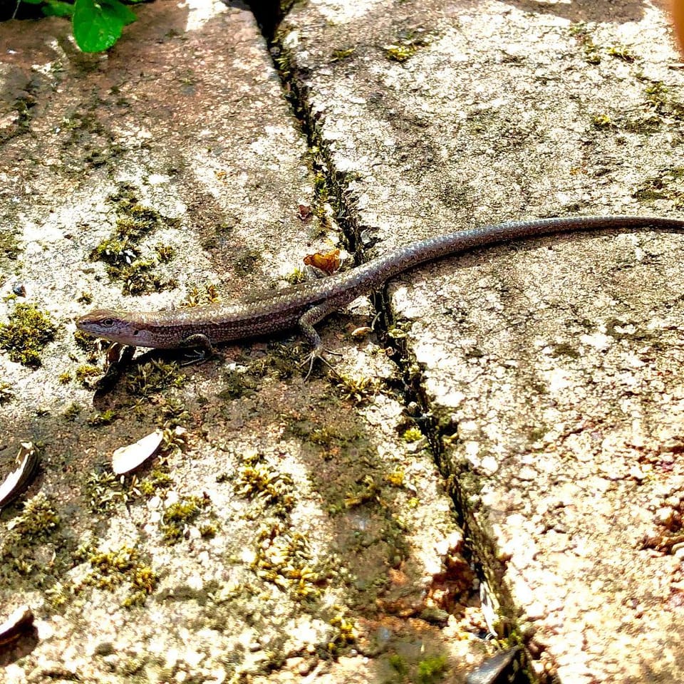 lil reptile...